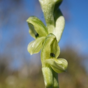 Hymenochilus bicolor (ACT) = Pterostylis bicolor (NSW) at Majura, ACT - 21 Sep 2014