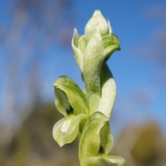 Hymenochilus bicolor (Black-tip Greenhood) at Majura, ACT - 21 Sep 2014 by AaronClausen