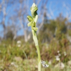 Hymenochilus bicolor (ACT) = Pterostylis bicolor (NSW) at Majura, ACT - 21 Sep 2014