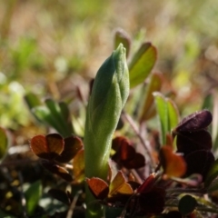 Hymenochilus sp. (A Greenhood Orchid) at Majura, ACT - 21 Sep 2014 by AaronClausen