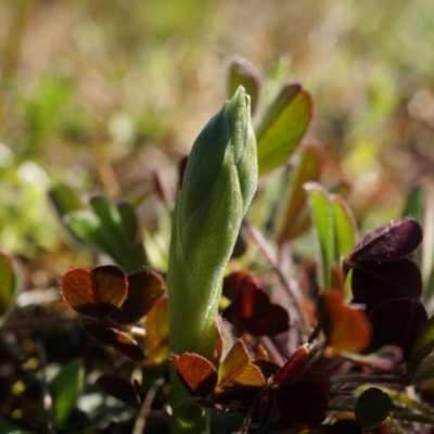 Hymenochilus sp. (A Greenhood Orchid) at Majura, ACT - 21 Sep 2014 by AaronClausen