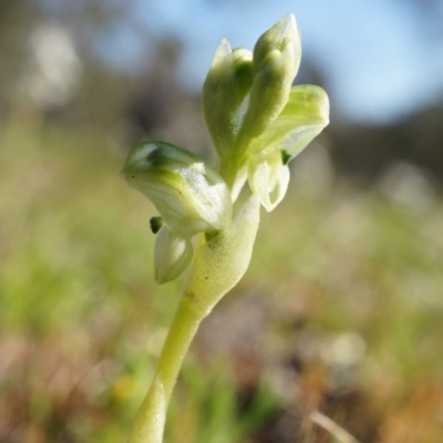 Hymenochilus cycnocephalus (Swan greenhood) at Majura, ACT - 21 Sep 2014 by AaronClausen