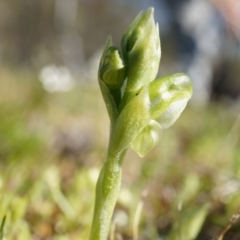 Hymenochilus sp. (A Greenhood Orchid) at Majura, ACT - 21 Sep 2014 by AaronClausen