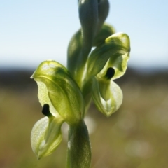 Hymenochilus bicolor (ACT) = Pterostylis bicolor (NSW) (Black-tip Greenhood) at Majura, ACT - 21 Sep 2014 by AaronClausen