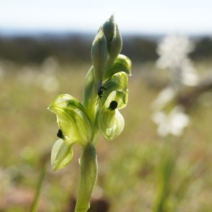 Hymenochilus bicolor (ACT) = Pterostylis bicolor (NSW) at Majura, ACT - suppressed