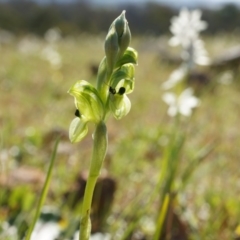 Hymenochilus bicolor (ACT) = Pterostylis bicolor (NSW) at Majura, ACT - suppressed