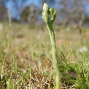 Hymenochilus sp. at Majura, ACT - 21 Sep 2014