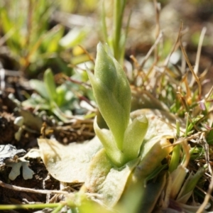 Hymenochilus sp. at Majura, ACT - suppressed