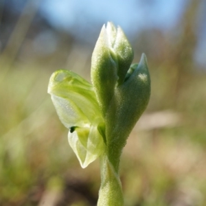 Hymenochilus cycnocephalus at Majura, ACT - 21 Sep 2014