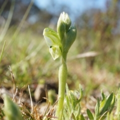 Hymenochilus cycnocephalus at Majura, ACT - 21 Sep 2014