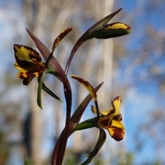 Diuris pardina (Leopard Doubletail) at Majura, ACT - 21 Sep 2014 by AaronClausen