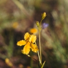 Velleia paradoxa (Spur Velleia) at Paddys River, ACT - 9 Nov 2003 by michaelb