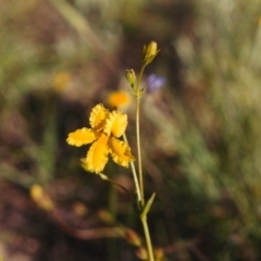 Goodenia paradoxa at Paddys River, ACT - 10 Nov 2003