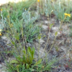 Goodenia paradoxa at Paddys River, ACT - 10 Nov 2003