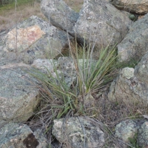 Dianella sp. aff. longifolia (Benambra) at Tennent, ACT - 20 Sep 2014