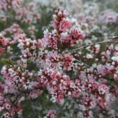 Micromyrtus ciliata (Fringed Heath-myrtle) at Tennent, ACT - 20 Sep 2014 by MichaelBedingfield