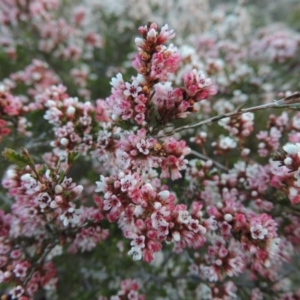 Micromyrtus ciliata at Tennent, ACT - 20 Sep 2014