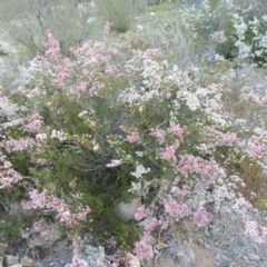 Micromyrtus ciliata at Tennent, ACT - 20 Sep 2014