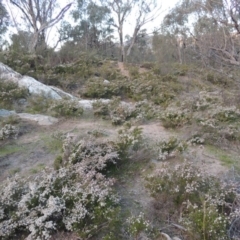 Micromyrtus ciliata (Fringed Heath-myrtle) at Tennent, ACT - 20 Sep 2014 by MichaelBedingfield