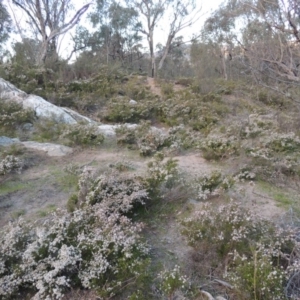 Micromyrtus ciliata at Tennent, ACT - 20 Sep 2014