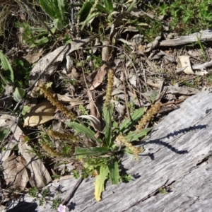 Plantago varia at Farrer, ACT - 23 Sep 2014