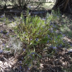 Stypandra glauca (Nodding Blue Lily) at Farrer Ridge - 23 Sep 2014 by galah681