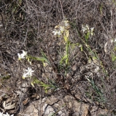 Stypandra glauca at Farrer, ACT - 23 Sep 2014