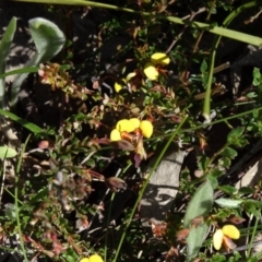 Bossiaea buxifolia (Matted Bossiaea) at Farrer, ACT - 23 Sep 2014 by galah681