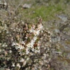 Brachyloma daphnoides at Farrer, ACT - 23 Sep 2014