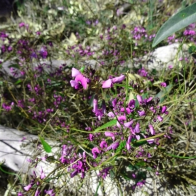 Hardenbergia violacea (False Sarsaparilla) at Farrer, ACT - 23 Sep 2014 by galah681