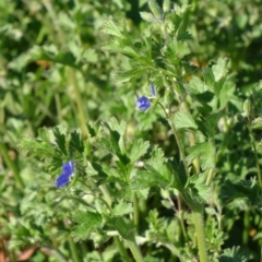 Erodium crinitum (Native Crowfoot) at Farrer, ACT - 23 Sep 2014 by galah681