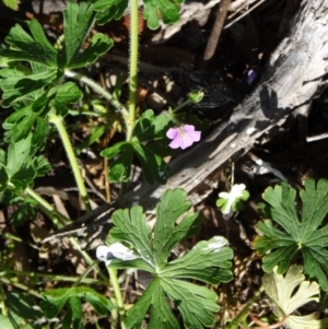 Geranium solanderi var. solanderi at Farrer Ridge - 23 Sep 2014