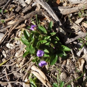 Viola betonicifolia at Farrer Ridge - 23 Sep 2014