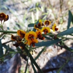 Daviesia mimosoides (Bitter Pea) at Farrer Ridge - 23 Sep 2014 by galah681