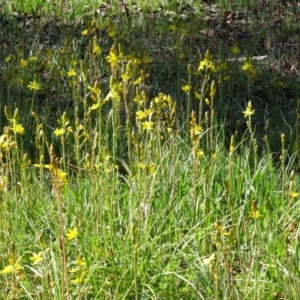 Bulbine bulbosa at Farrer, ACT - 23 Sep 2014