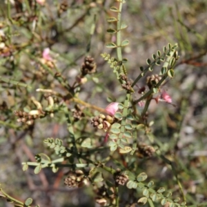 Indigofera adesmiifolia at Farrer, ACT - 23 Sep 2014