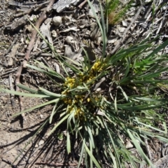 Lomandra bracteata (Small Matrush) at Farrer, ACT - 23 Sep 2014 by galah681