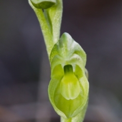 Hymenochilus muticus (Midget Greenhood) at Tennent, ACT - 20 Sep 2014 by TobiasHayashi