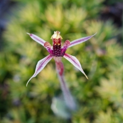 Caladenia actensis (Canberra Spider Orchid) at Majura, ACT by TobiasHayashi