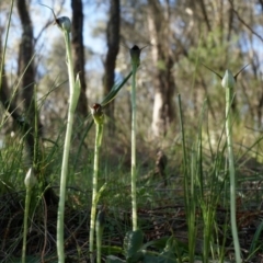 Pterostylis pedunculata (Maroonhood) at P11 - 23 Sep 2014 by AaronClausen