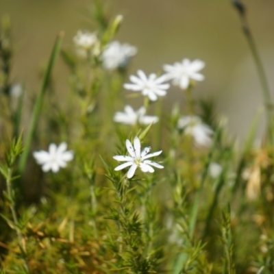 Stellaria pungens (Prickly Starwort) at Hackett, ACT - 23 Sep 2014 by AaronClausen