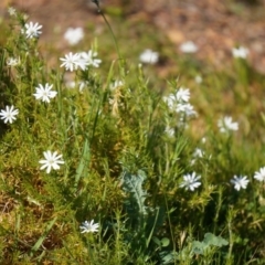 Stellaria pungens at Hackett, ACT - 23 Sep 2014