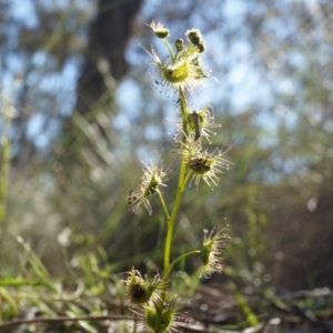 Drosera sp. at Canberra Central, ACT - 23 Sep 2014