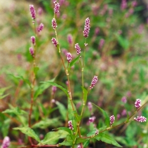 Persicaria decipiens at Pine Island to Point Hut - 4 Mar 2002