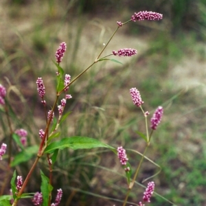 Persicaria decipiens at Pine Island to Point Hut - 4 Mar 2002 12:00 AM