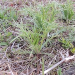 Eryngium ovinum (Blue Devil) at Pine Island to Point Hut - 21 Sep 2014 by michaelb