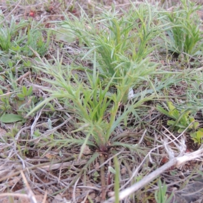 Eryngium ovinum (Blue Devil) at Pine Island to Point Hut - 21 Sep 2014 by michaelb