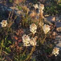 Stackhousia monogyna (Creamy Candles) at Pine Island to Point Hut - 21 Sep 2014 by michaelb