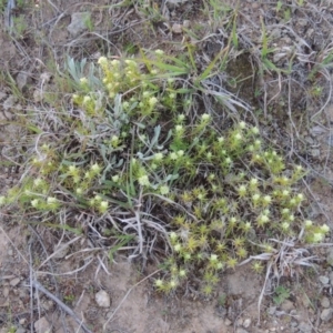 Scleranthus diander at Bonython, ACT - 21 Sep 2014 06:58 PM