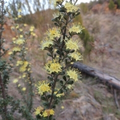 Phebalium squamulosum subsp. ozothamnoides (Alpine Phebalium, Scaly Phebalium) at Pine Island to Point Hut - 21 Sep 2014 by michaelb